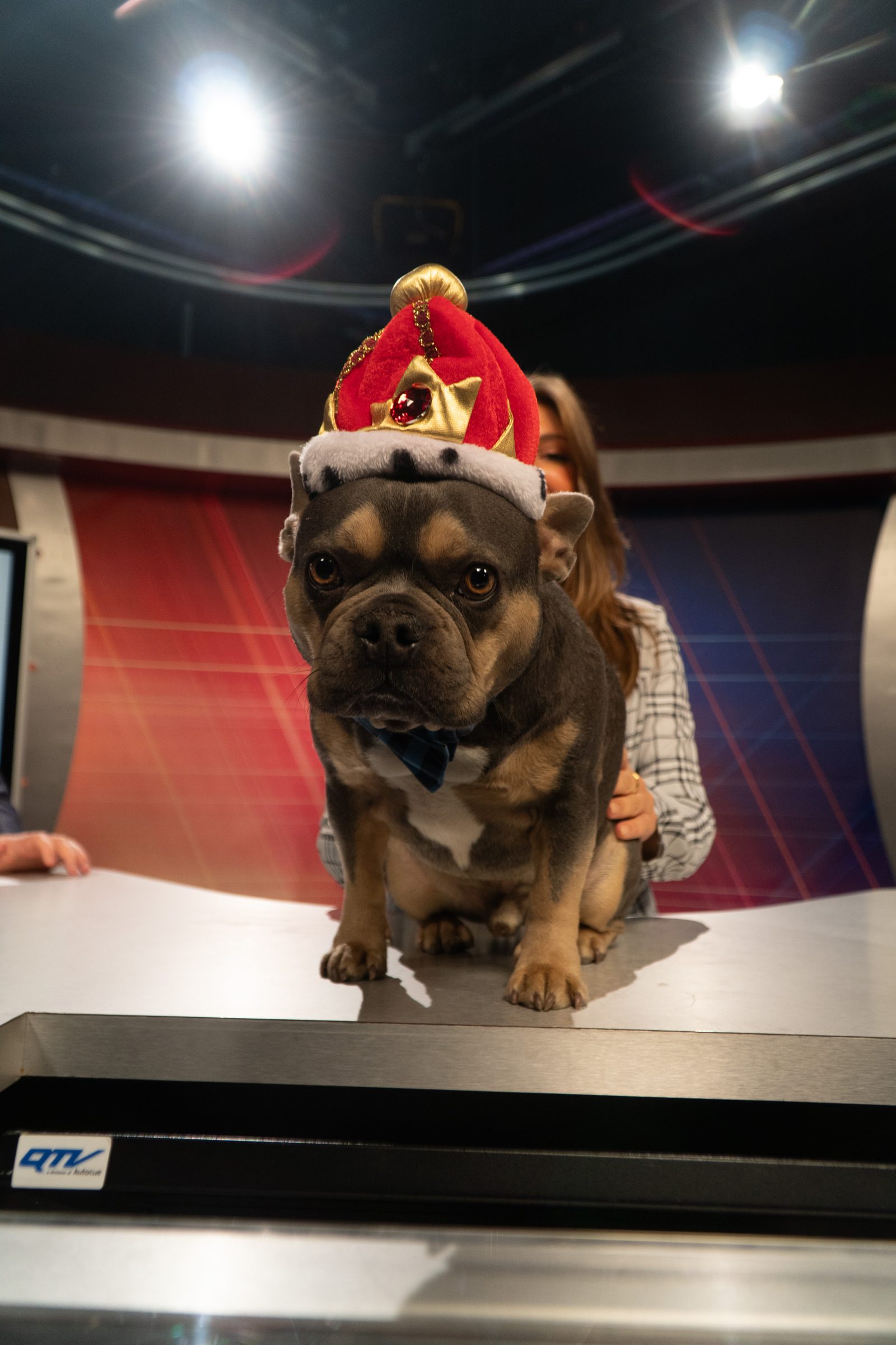French bulldog in a crown on the Wager Watch set